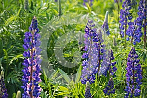 Bumble Bee on Lupin