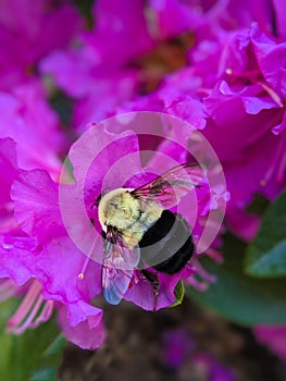 Bumble Bee on Magenta Rhododendron