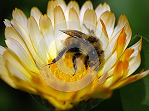 Bumble Bee on a matching Yellow Flower