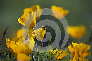 Bumble Bee and Mexican Golden Poppy