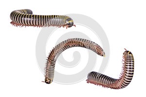 Bumble Bee Millipede Isolated