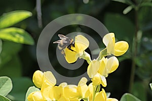 Bumble bee on a mountain goldenbanner flower