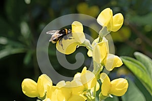 Bumble bee on a mountain goldenbanner flower
