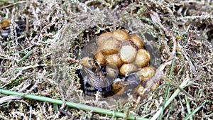 Bumble bee in nest