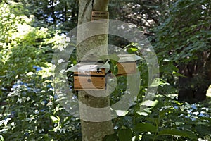 Bumble bee nest box experiment