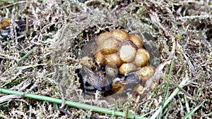 Bumble bee in nest photo