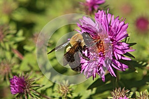 Bumble Bee on New England Aster