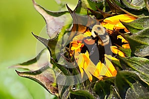 A bumble bee in an opening sunflower.