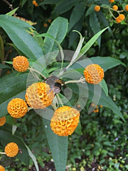A bumble bee on an Orange Ball Tree