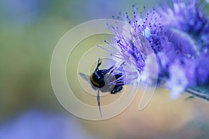 Bumble Bee on a pennyroyal flower in summer time - stock photo