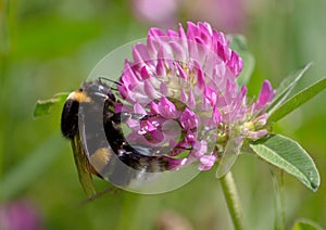 Bumble bee on pink clover