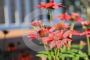 Bumble Bee on pink coneflower