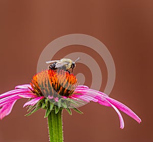 Bumble bee on a pink coneflower
