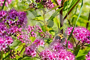 Bumble Bee on pink flowers