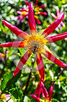 Bumble Bee Pink Red Yellow Minature Fancy Dahlia photo