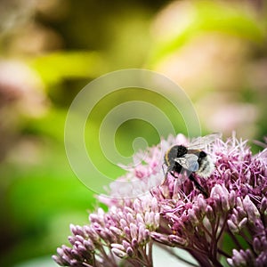 A bumble bee on a pinkflower photo