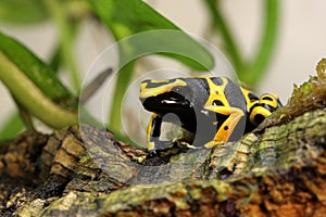Bumble bee poison dart frog hunting