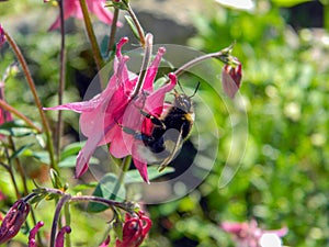 Bumble bee polinating pink aquilegia flower in the meadow
