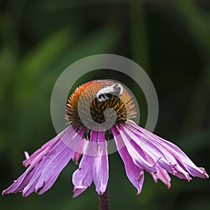 Bumble bee pollenating on echinacea pallida cone flower in Summer