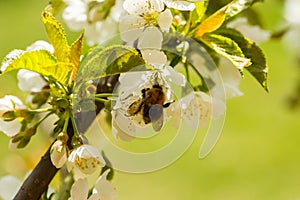 Bumble-bee pollinate cherry flower photo