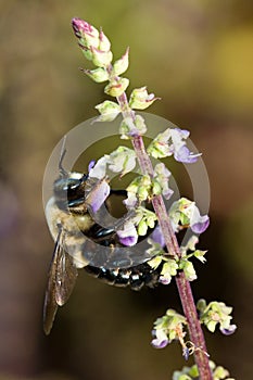 Bumble bee pollinating