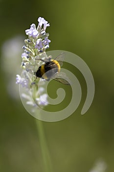 Bumble bee pollinating a lavender