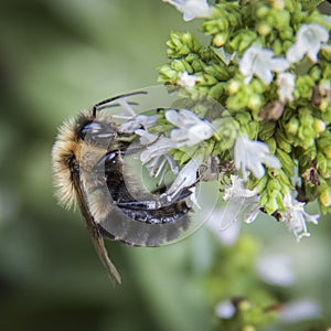 Bumble Bee pollinating Oregano flowers