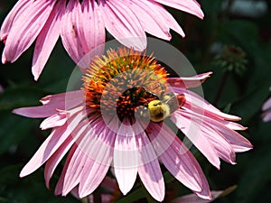 Bumble bee on a purple flower