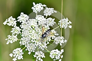 Bumble bee pollinating on a white boneset