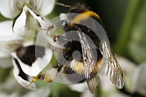 Bumble Bee Pollination Close-up