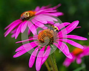 Bumble Bee Pollination