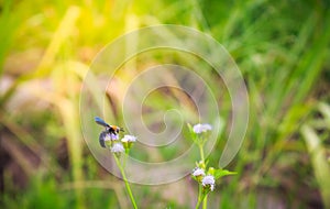Bumble Bee pollination