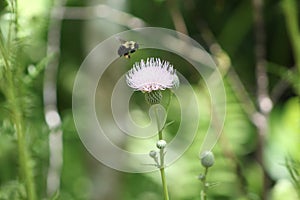 Bumble bee pollination in spring