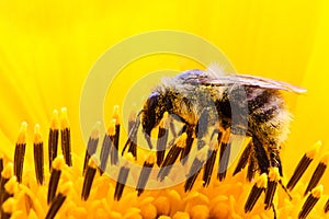 Bumble bee pollinator collecting pollen on the surface of a yellow fresh sunflower extreme macro