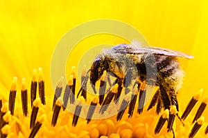 Bumble bee pollinator collecting pollen on the surface of a yellow fresh sunflower extreme macro photo