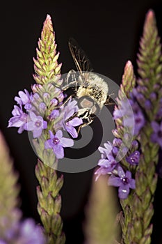 Bumble bee probing blue vervain flowers in New Hampshire.