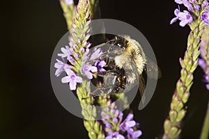Bumble bee probing blue vervain flowers in New Hampshire.