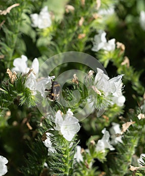 Bumble bee with proboscis extended settling on and extracting pollen from white flower photo