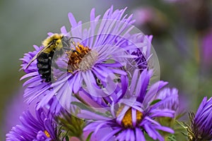 Bumble Bee on Purple Asters with Yellow Centers photo