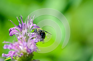 Bumble bee on purple bee balm flower