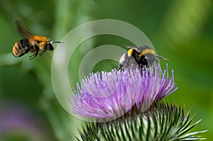 Bumble bee on a purple blooming thistle