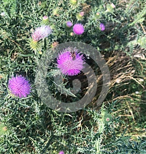 bumble bee on a purple blooming thistle