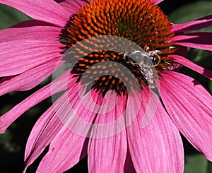 Bumble Bee On Purple Cone Flower Or Echinacea Purpuria