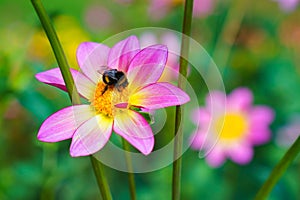 Bumble bee on the purple Cosmos flower