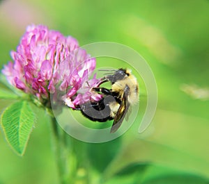 Bumble Bee on purple flower