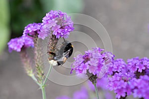 Bumble bee in purple flower in summer time