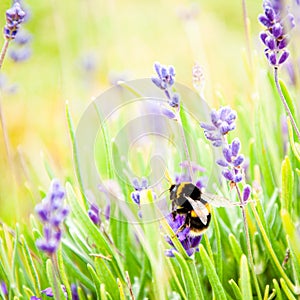 Bumble bee on purple lavender flowers