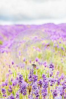 Bumble bee on purple lavender flowers