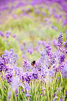 Bumble bee on purple lavender flowers