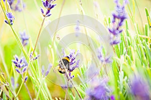 Bumble bee on purple lavender flowers